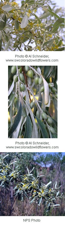 Tiny yellow flowers on a silvery green stem with long oval leaves.