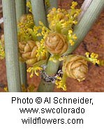 Bluish-green stems with brown cones and small yellow flowers.