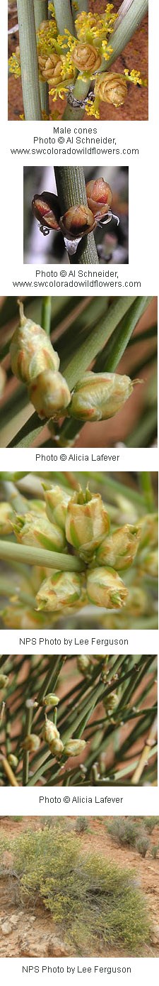 Yellow flowers that look similar to pine cones.