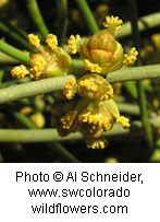 Green stalks with brownish yellow cones on them with small yellow flowers blooming from the cones.