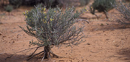The roots of a blackbrush exposed by soil erosion The roots of a blackbrush exposed by soil erosion