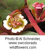 Mat like plant with small white edged flowers. Deep red colored stems.