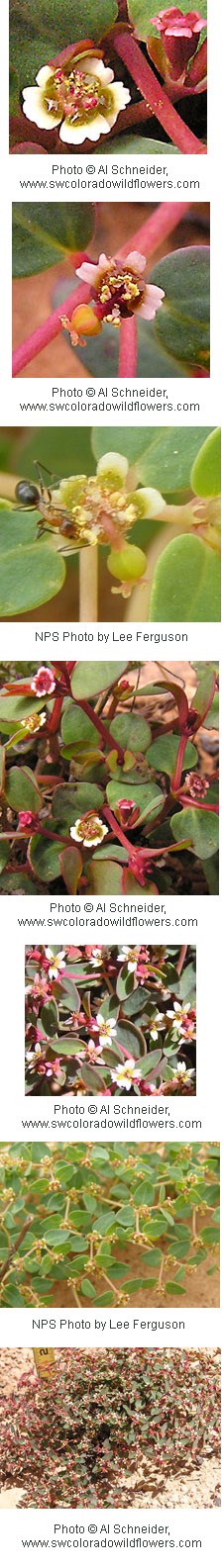 Chamaesyce fendleri Chamaesyce fendleri