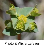 Mat like plant with small yellow flowers and narrow green leaves