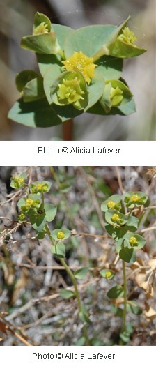 Green leaves with tiny yellow flower cupped in center.