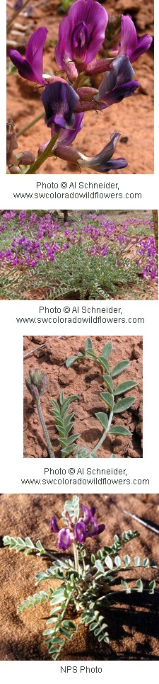 Four photos: Purple flower with five petals coming off of a short stem. Plant has greenish-grey leaves that alternate sides along the stems.