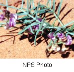 Small purplish pink flowers along a green stem with thin tapered leaves.