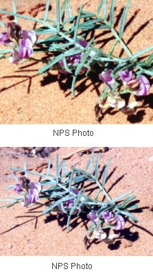 Several purple flowers with 5 petals. Leaves are silvery green, thin, and pointed at the end.