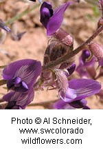 Multiple bell-shaped purple flowers.