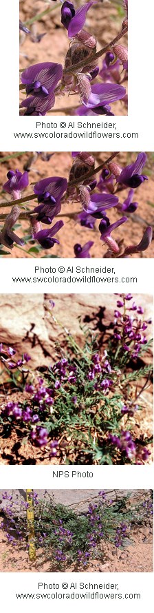 Four photos of purple flowers with five petals. Background of a orange soil.