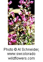 Multiple small pinkish purple flowers along a green stem.