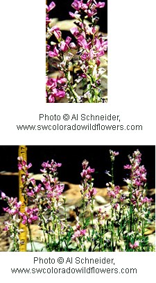 Two photos of multiple pink-purple flowers along a taller stem with small green leaves.