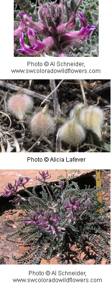 Astragalus mollissimus Astragalus mollissimus