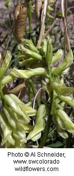 Plant with long, tubular, light yellow flowers in thick dangling cluster with a woody stem.