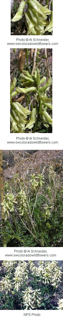 Four photos of pale green and whitish flowers that are tightly rolled on the top of tall stems with green leaves.