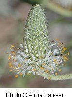 Tiny white flowers clustered at the top of a green stem.