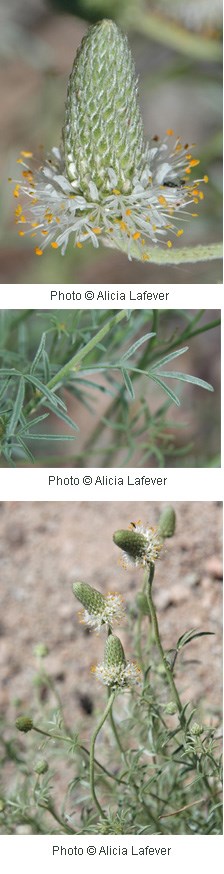 Tiny white flowers clumped on the end of a green stem