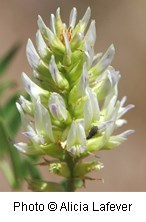 Cluster of greenish white flowers on a bright green stem.