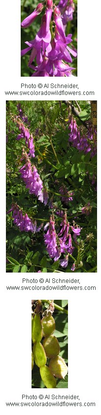 Multiple images of purple tubular shaped flowers.