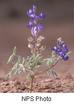 Flowers on stalks with bluish to purple petals with a yellowish dot on the upper petal.