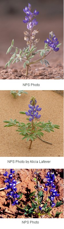 Tall stems with bright purple flowers along them.