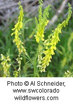 Yellow flowers alternating along the top of a green stem.