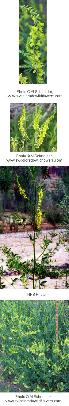 Long dark green stems with bright neon green flowers lining them.