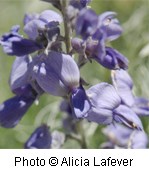 Blueish purple pea-shaped flowers.