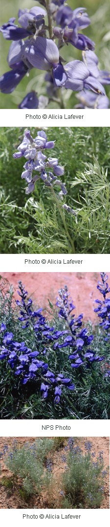 Purple-blue flowers growing along a stem.