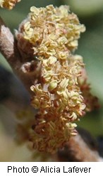 Dense clump of yellowish-brown flowers on a woody stem.