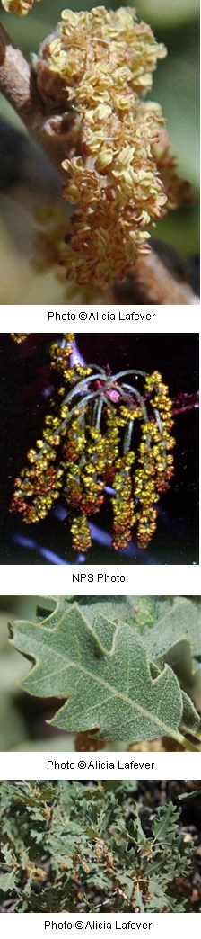 Multiple images of yellowish-brown flowers and sharply lobed leaves.