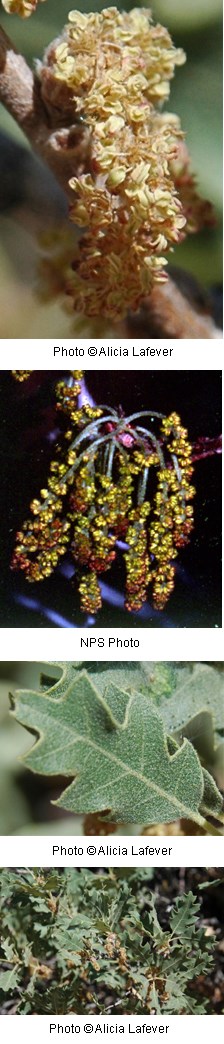 Quercus havardii Quercus havardii