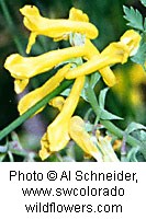 Tubular yellow flowers on a dark green stem.