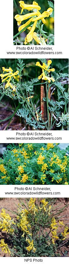 Yellow tubular flowers on a green leafy plant