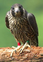 A bird with red and green bands on its legs crouches on a tree branch.