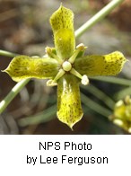 Speckled yellow flower with four petals that each come to a point.