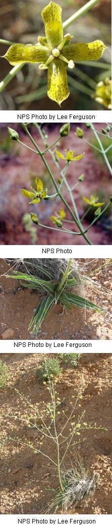 Multiple images of green flowers with speckles of purple on four petals.