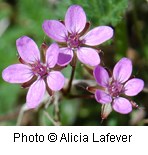 Pinkish purple flowers with five rounded petals