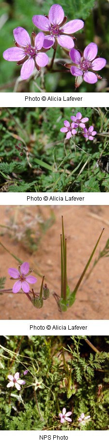 Purple flowers with five rounded petals.