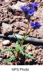 Dark purple flowers on a brownish green stem.