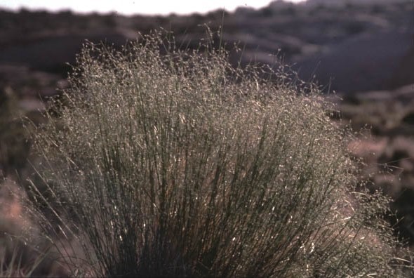 A fuzzy looking green and tan clump of grass in front of an out of focus desert landscape.