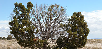 Utah juniper Utah juniper