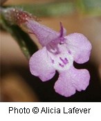 Pinkish purple tubular flower with four lobed petals.