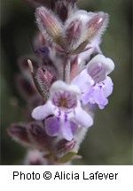 Pale purple tubular flower with four lobed petals.