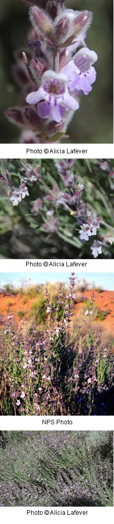 Multiple images of pale lavender flowers.