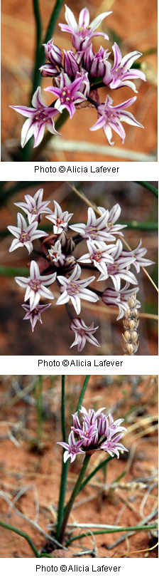 Prairie Wild Onion (Textile Onion) - Arches National Park (U.S. National  Park Service)