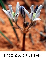 Greyish white flowers with a green center.