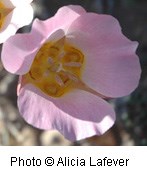 Pale pink flower with a yellowish orange center.