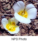 White flower with a yellow center.