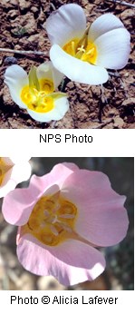 Pale pink flower with a yellowish orange center.